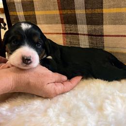 Maple - Black phantom female Aussiedoodle puppy in Orange Cove, California from Sand Creek Ranch Aussiedoodles