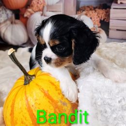 Lil' Bandit - Tri-color male Cavalier King Charles Spaniel puppy in Clinton, South Carolina from Empire Hills Cavaliers