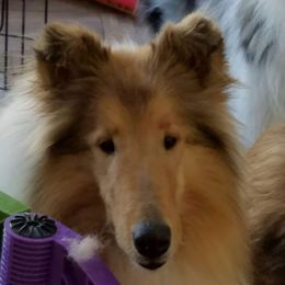 Victoria - Collie