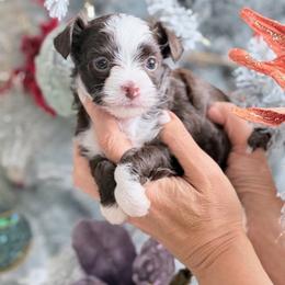 Coco - White and chocolate female Chinese Crested puppy in Rancho Cordova, California from Royal Chinese Crested