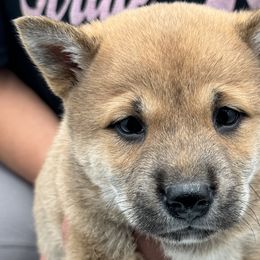 Katherine - Red Shiba Inu puppy in Ewing Township, New Jersey from NJ Shiba Baby