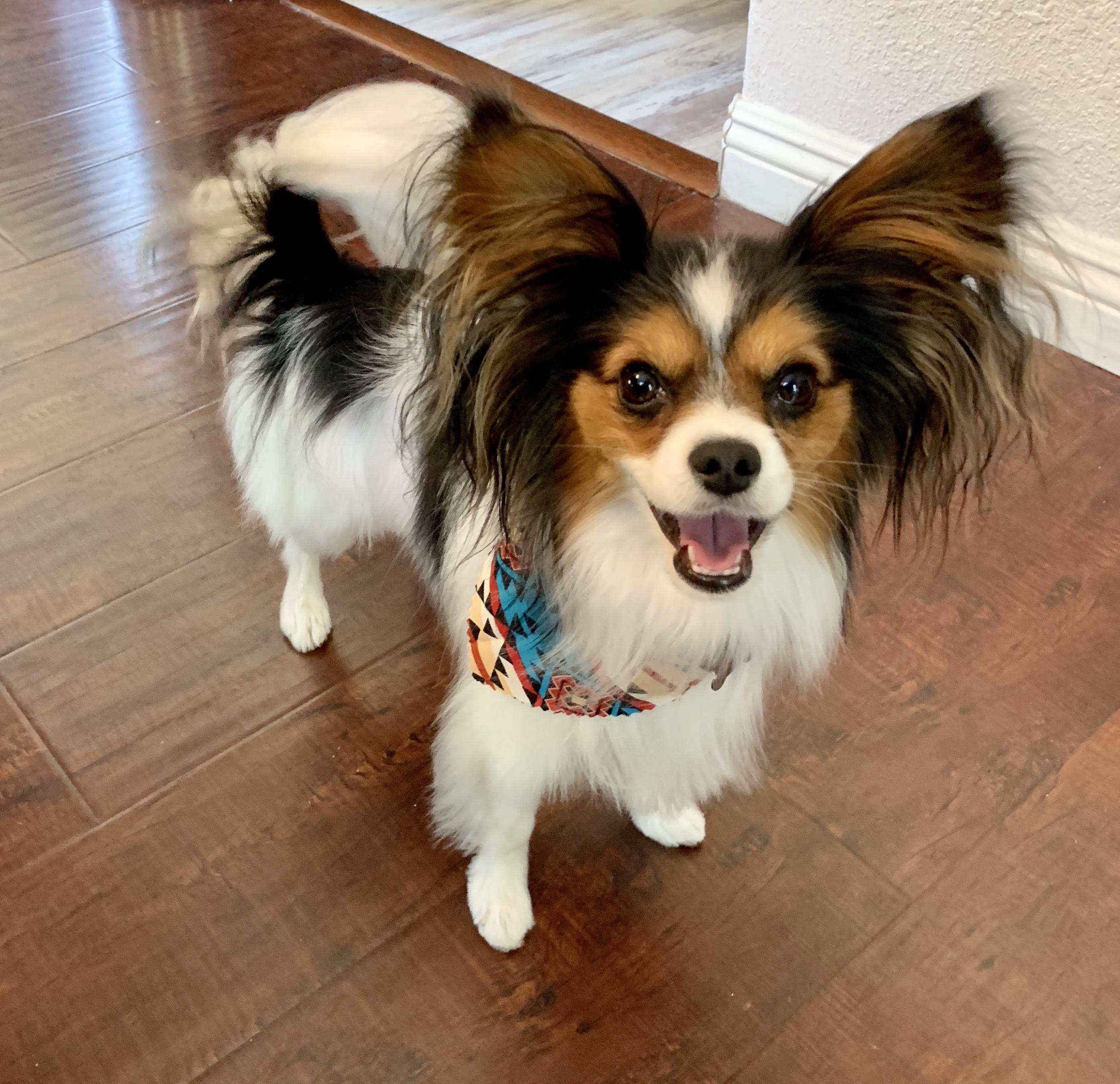 Limited Run Papillons in Nevada | Papillon puppies | Good Dog
