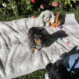 Ranger - Dachshund