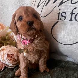 Lady Arabella Rose - Red female Cavapoo puppy in Fairmont, West Virginia from Family Raised Heirloom Companions