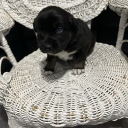 Bluey - Black tri female Miniature Australian Shepherd puppy in Dalbo, Minnesota from JW Ranch Aussies