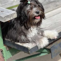 Lowchen Puppies from Dragonne Lowchen