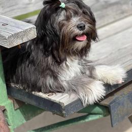 Lowchen Puppies from Dragonne Lowchen