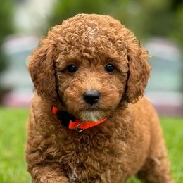 Evian - Poodle puppy from TK Poodles