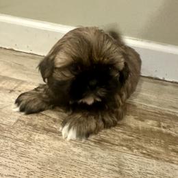 Boy 2 - Red and white male Shih Tzu puppy in Autryville, North Carolina from Carter Family Retrievers