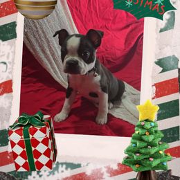 Barry Sanders - Black and white male Boston Terrier puppy in Clinton Township, Michigan from Greenberg's Boston Terriers & Bullies of Metro Detroit