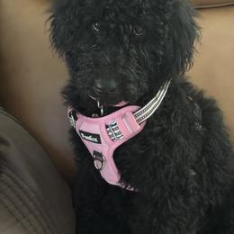 Goldendoodle Puppies from Happy_Tails_by_TJ