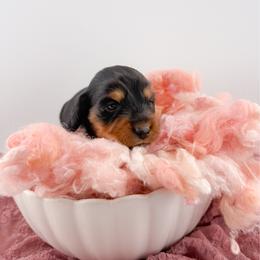 Briar AKC - Black and tan female Dachshund puppy in Erick, Oklahoma from 4-L Backyard Dach