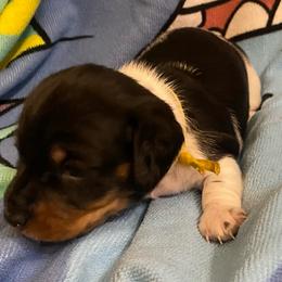 CAMI - Piebald female Dachshund puppy in Elizabethtown, Kentucky from Teeny Tiny Puppy Tails