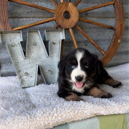 Skipper - Black tri male Miniature Australian Shepherd puppy in Checotah, Oklahoma from Wild Outlaw Aussies