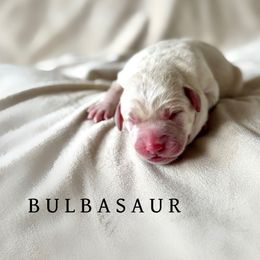 Bulbasaur - Yellow male Dilute Retriever puppy in Susanville, California from Bitterbrush Farm & Apiary