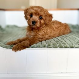 Cavapoo Puppies from Cutiepie Cavapoos