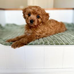 Cavapoo Puppies from Cutiepie Cavapoos