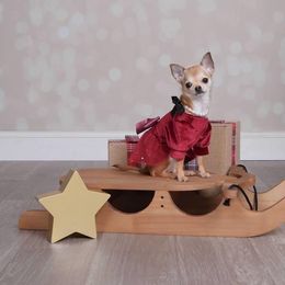 Chihuahua Puppies from Honey Bee Chihuahua’s