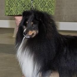 Dylan - Shetland Sheepdog