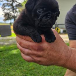 Merlin - Black male Pug puppy in Watertown, Wisconsin from Lil'Farm Pugs