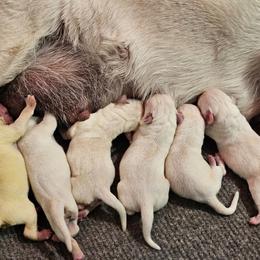 Green - Yellow male Labrador Retriever puppy in Lititz, Pennsylvania from R&M Labrador Retriever Puppies