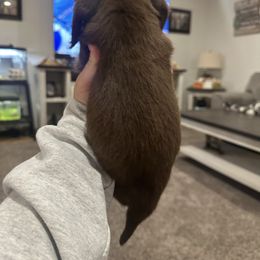 Buck - Chocolate and cream male Dachshund puppy in Mc Alester, Ok, Oklahoma from New Hope Miniature Dachshunds