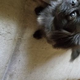 Sky - Pekingese