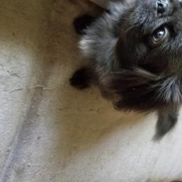 Sky - Pekingese