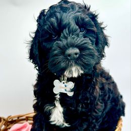 Turner - Cockapoo puppy from Parti Puppies