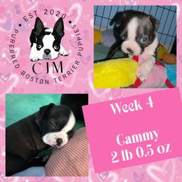 Cammy - Black and white female Boston Terrier puppy in Jupiter, Florida from CJM Boston and Boxer Puppies