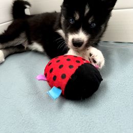 Siberian Husky Puppies from OAZS Pups