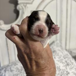 Apollo - Brown white and tan male Cocker Spaniel puppy in Sautee Nacoochee, Georgia from Candy's Cockers