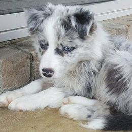 Border Collies from Above & Beyond Border Collies