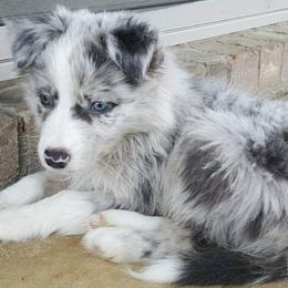 Border Collies from Above & Beyond Border Collies