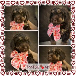 TOOTSIE - Brown and white female Aussiedoodle puppy in Houston, Texas from Jomelkin Furry Pals