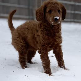 Goldendoodle Puppies from The Doodle grove