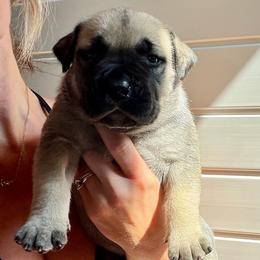 Pink Collar - Fawn female Boerboel puppy in Manitowoc, Wisconsin from Mae Boerboel