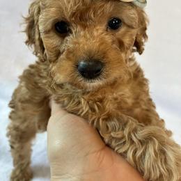 Winter - Red and white female Cockapoo puppy in Adrian, Oregon from ApplebyFarm