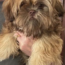 Journie - Shih Tzu