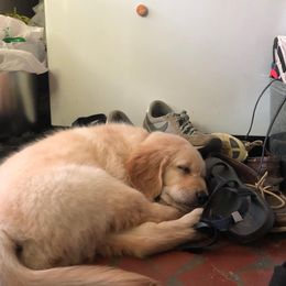 Golden Retriever, Goldendoodle, and Sheepadoodle Puppies from Guppy Puppies