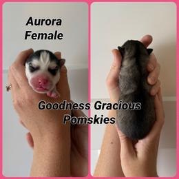 Aurora - Tri-color female Pomsky puppy in Lyons, Nebraska from Goodness Gracious Pomskies