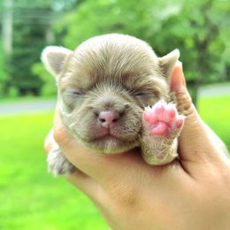 Lav girl - Blue female Chihuahua puppy in Vineland, New Jersey from Royal Companion's