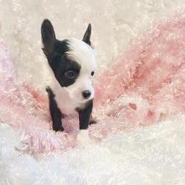 Chihuahua and Chinese Crested Puppies from Western Kentucky Chihuahua’s and Chinese Crested’s