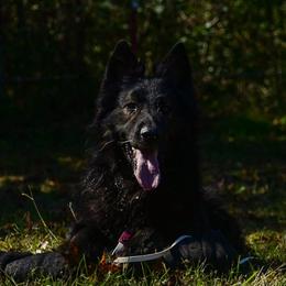 Milo - Sable male German Shepherd puppy in Clarkrange, Tennessee from Vom Wolff