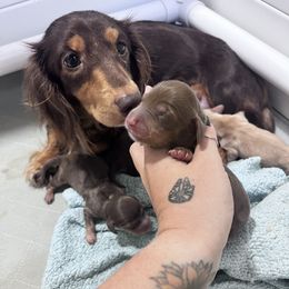 Basset Hound and Dachshund Puppies from The Gorman Hounds