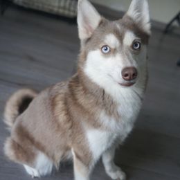 Cocoa - Pomsky