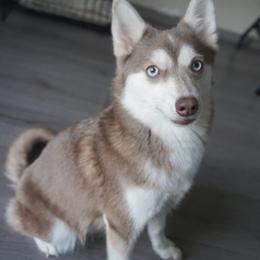 Cocoa - Pomsky