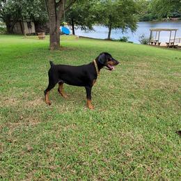 Nina - Black and rust female Doberman Pinscher puppy in Mc Donough, Georgia from Davis Doberman Pinschers