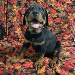 Boy 5 - RED-Bentley-11 weeks - Rottweiler puppy from Daleys Rottie Dogs