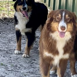 Nova - Australian Shepherd